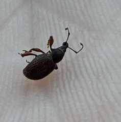 Otiorhynchus ligneus