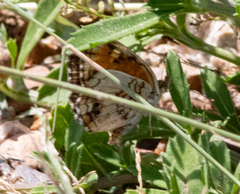 Phyciodes phaon