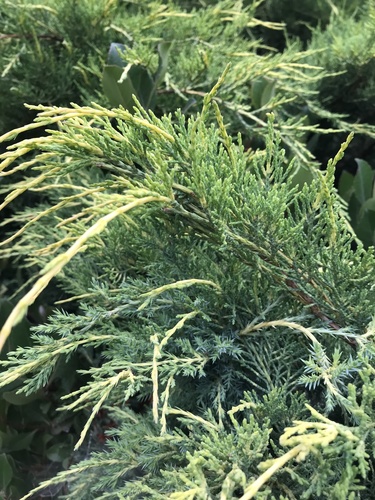 photo of Common Juniper (Juniperus communis)