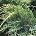 photo of Common Juniper (Juniperus communis)