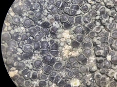 Acarospora canadensis