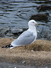 Larus delawarensis