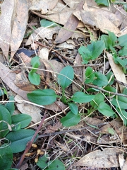 Pterostylis pedunculata
