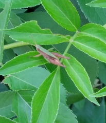 Dichromorpha viridis image