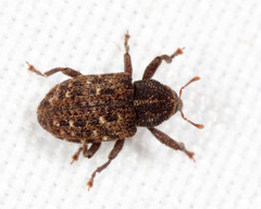 Apteromechus ferratus