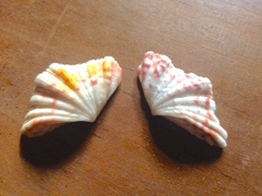Hippopus hippopus
