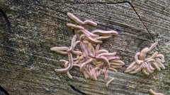 Brachycybe lecontii