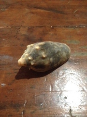 Cymbiola vespertilio