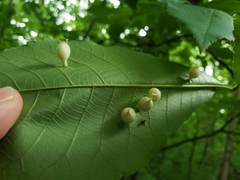 Phylloxera caryaegummosa