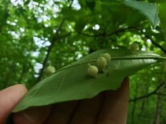 Phylloxera caryaegummosa