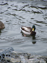 Anas platyrhynchos