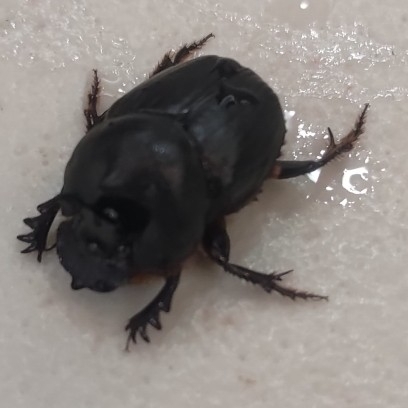Parascatonomus