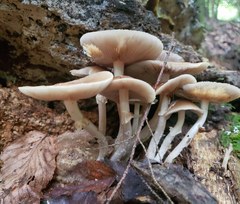 Kuehneromyces marginellus