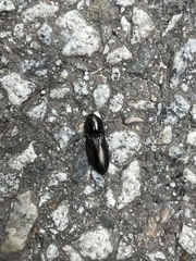 Selatosomus coreanus