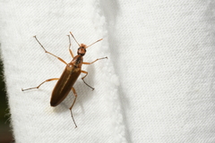 Cephaloon lepturides