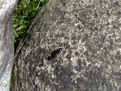 Camponotus herculeanus