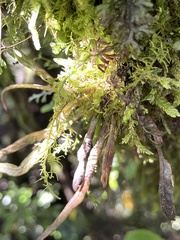 Notogrammitis angustifolia