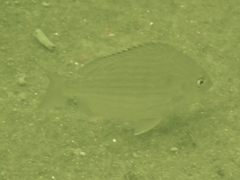 Archosargus rhomboidalis