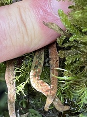 Notogrammitis angustifolia