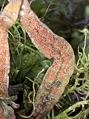 Notogrammitis angustifolia