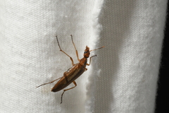 Cephaloon lepturides