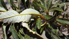 Eriodictyon trichocalyx lanatum