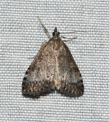 Udea inquinatalis
