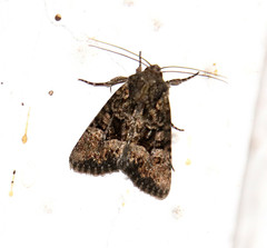 Noctuinae