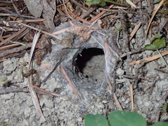 Calisoga longitarsis
