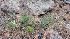Astragalus chorinensis