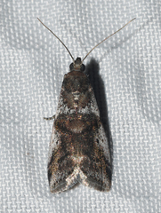 Acrobasis vaccinii