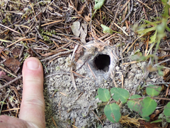 Calisoga longitarsis