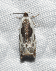 Ancylis nubeculana