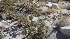 Eriodictyon trichocalyx lanatum