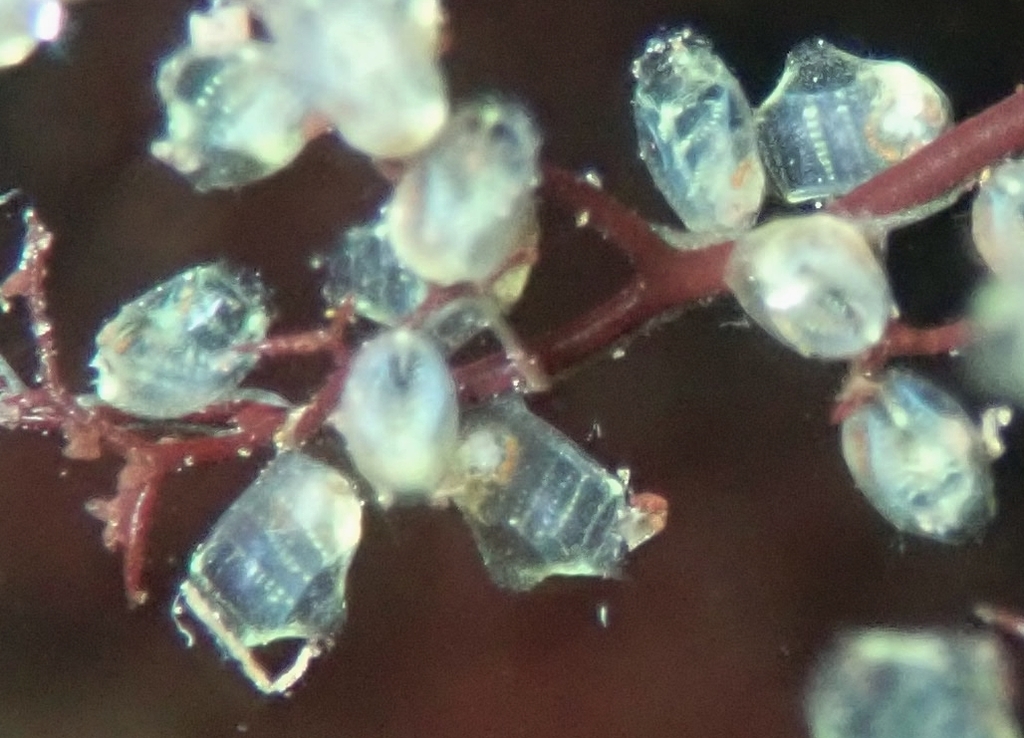 Perophora viridis