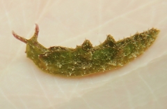 Elysia subornata