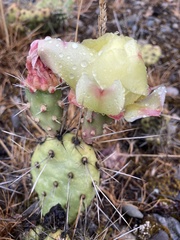 Opuntia × columbiana