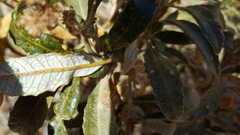 Eriodictyon trichocalyx lanatum