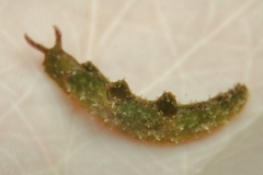 Elysia subornata