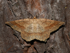 Euchlaena marginaria