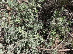 Symphoricarpos rotundifolius parishii