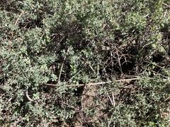 Symphoricarpos rotundifolius parishii