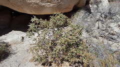 Eriodictyon trichocalyx lanatum