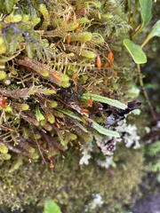 Notogrammitis angustifolia