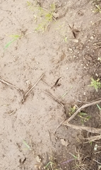 Geococcyx californianus