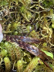 Notogrammitis angustifolia