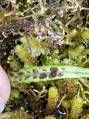 Notogrammitis angustifolia