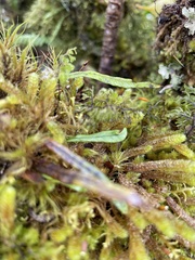 Notogrammitis angustifolia