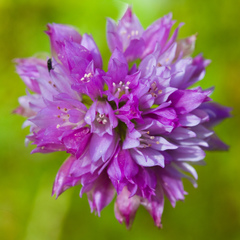 Allium serra