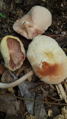 Pluteus chrysaegis